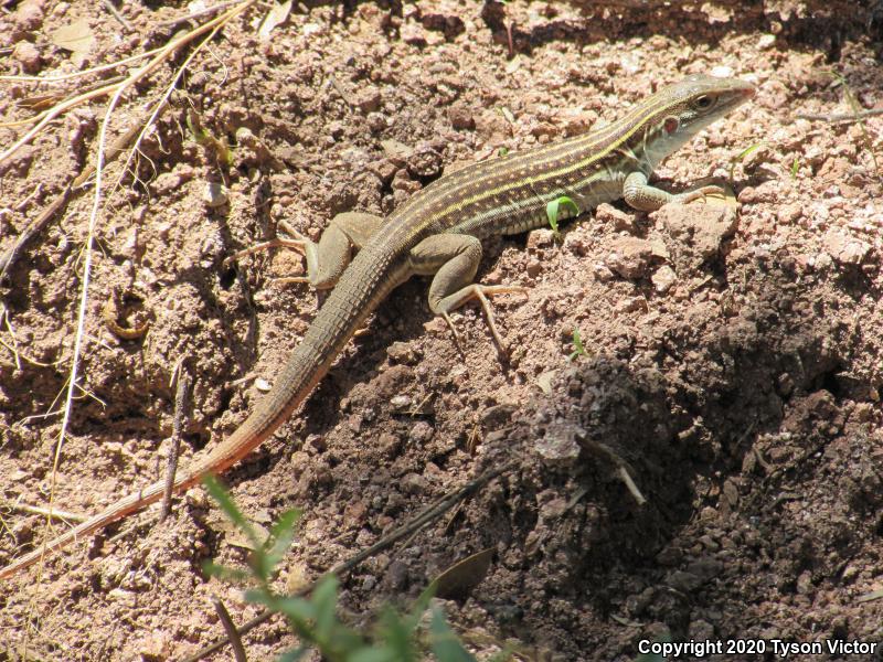 Sonoran Spotted Whiptail (Aspidoscelis sonorae)