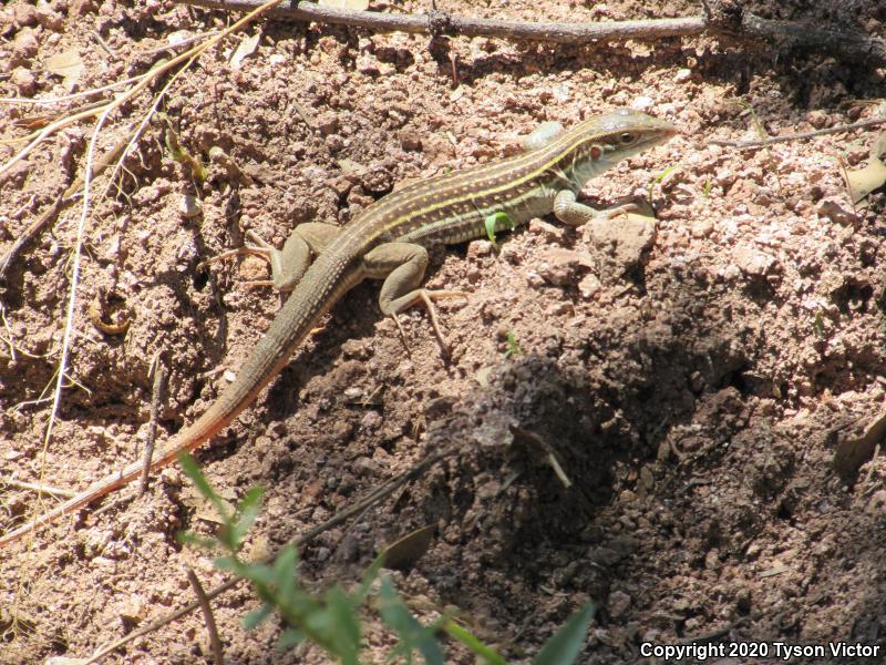 Sonoran Spotted Whiptail (Aspidoscelis sonorae)