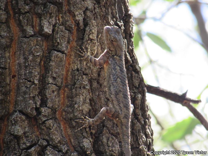 Sonoran Spiny Lizard (Sceloporus clarkii clarkii)