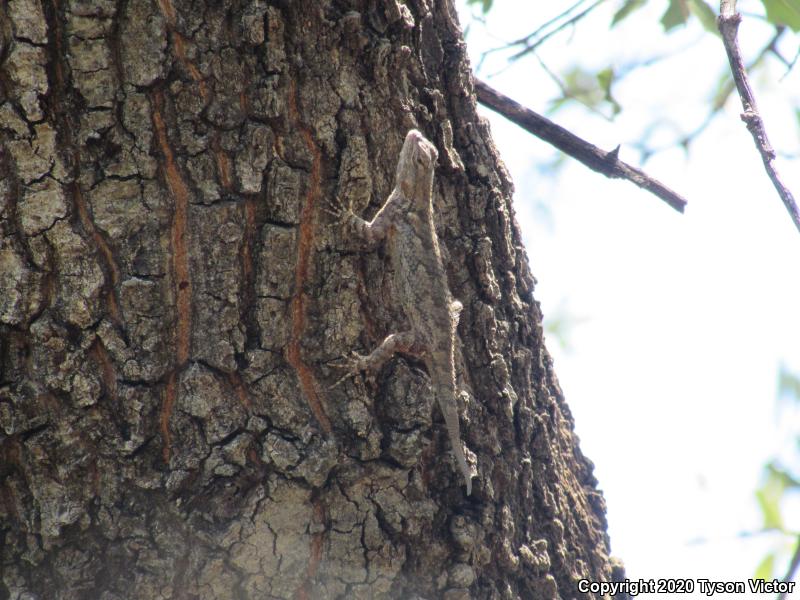 Sonoran Spiny Lizard (Sceloporus clarkii clarkii)