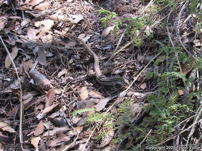 Sonoran Spotted Whiptail (Aspidoscelis sonorae)