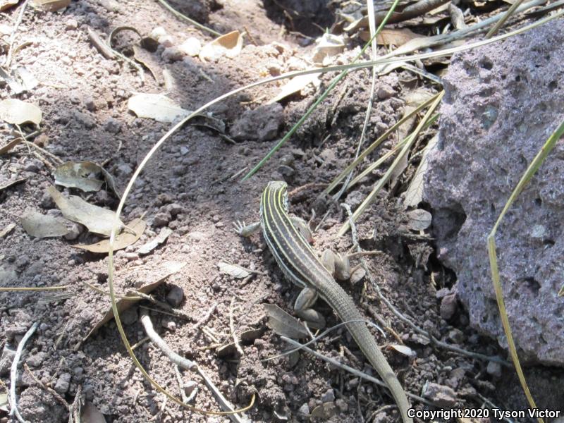 Sonoran Spotted Whiptail (Aspidoscelis sonorae)