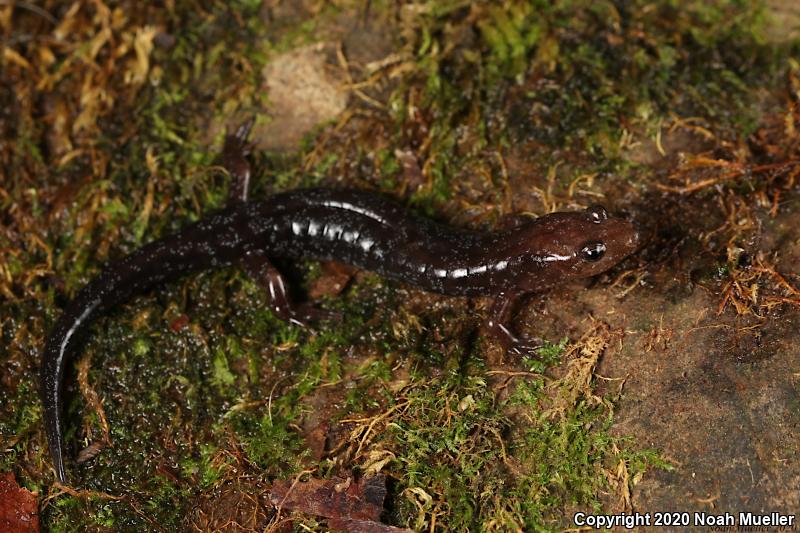 Cumberland Dusky Salamander (Desmognathus abditus)