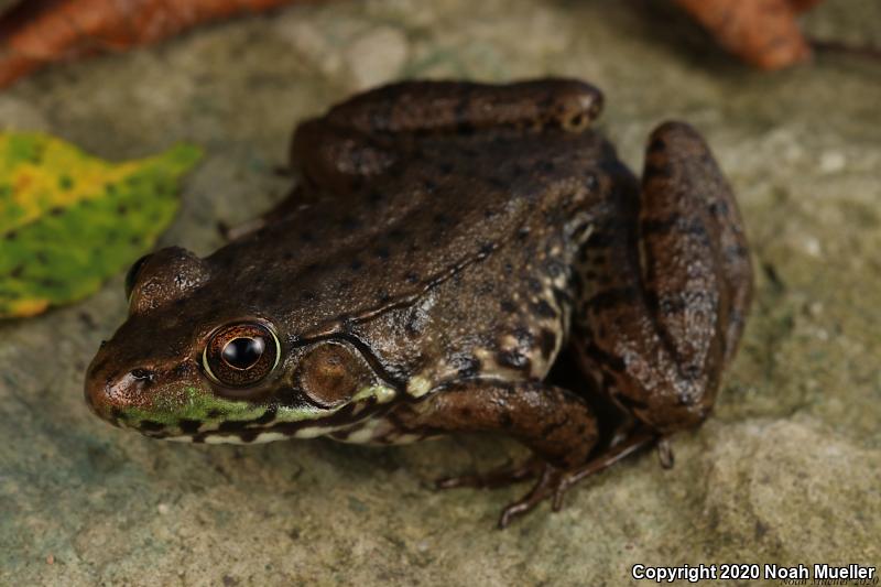 Northern Green Frog (Lithobates clamitans melanota)