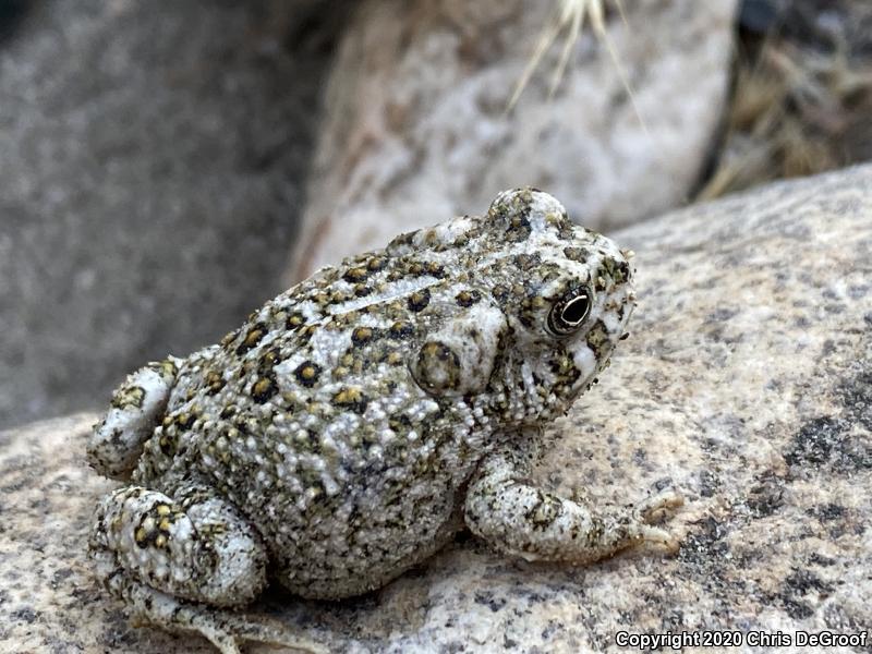 Arroyo Toad (Anaxyrus californicus)