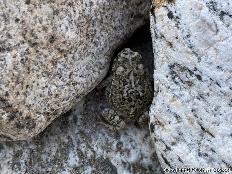 Arroyo Toad (Anaxyrus californicus)