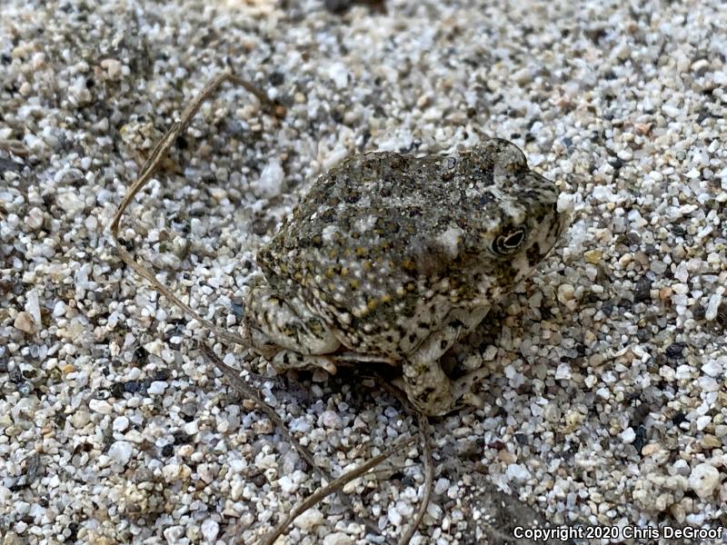 Arroyo Toad (Anaxyrus californicus)