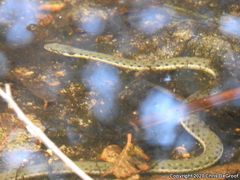 Two-striped Gartersnake (Thamnophis hammondii)