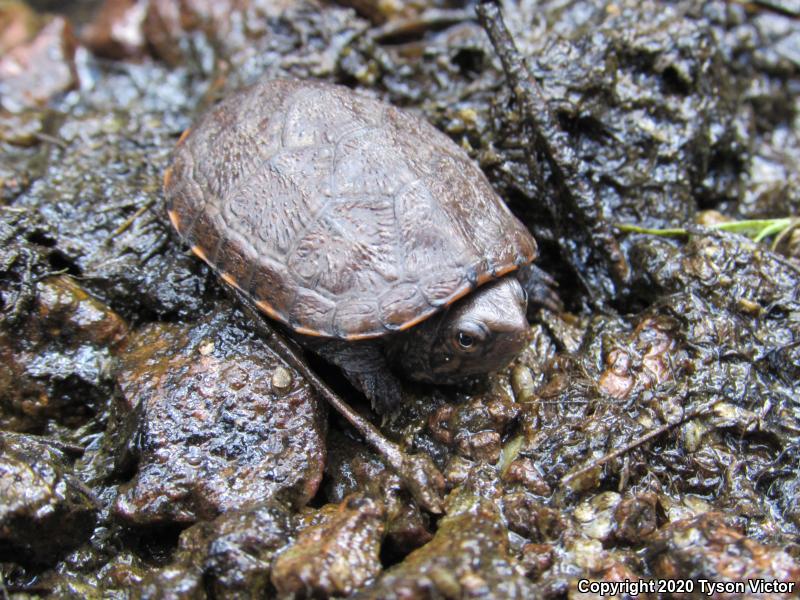 Sonoran Mud Turtle (Kinosternon sonoriense sonoriense)