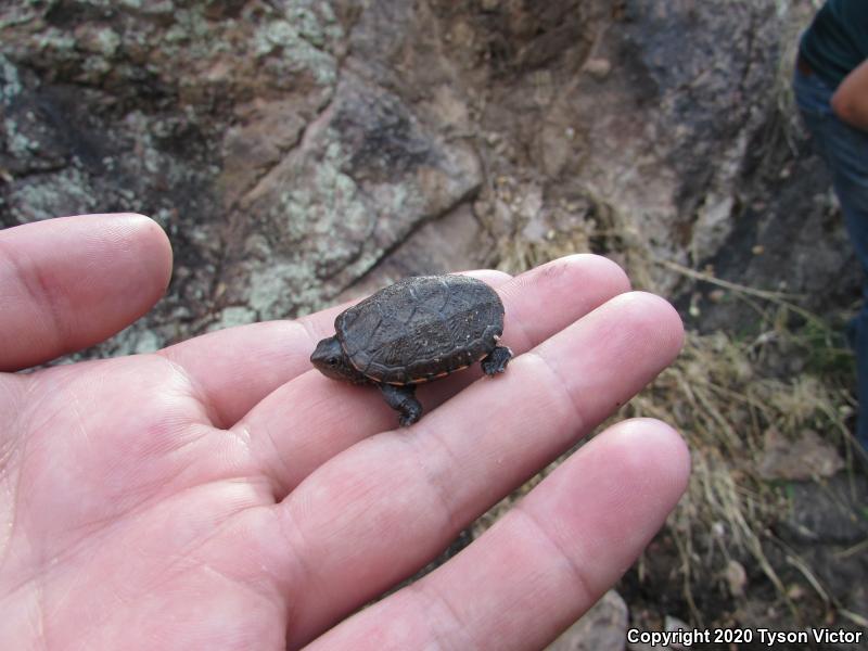 Sonoran Mud Turtle (Kinosternon sonoriense sonoriense)