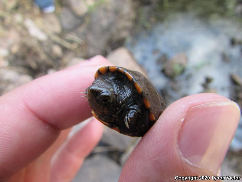 Sonoran Mud Turtle (Kinosternon sonoriense sonoriense)