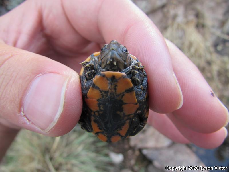 Sonoran Mud Turtle (Kinosternon sonoriense sonoriense)