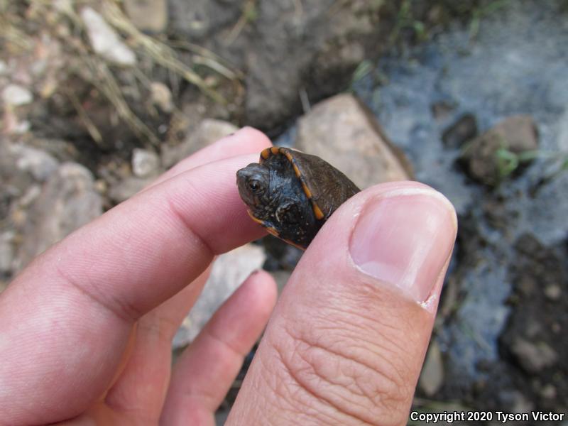 Sonoran Mud Turtle (Kinosternon sonoriense sonoriense)