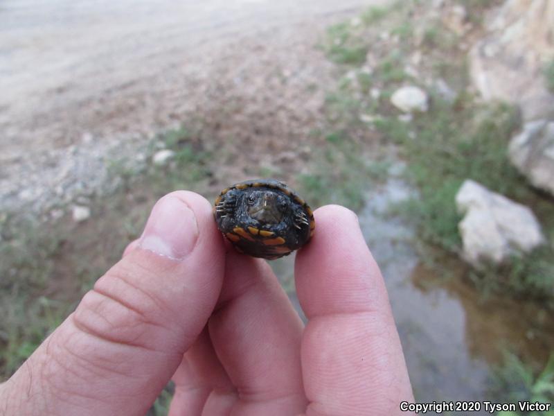 Sonoran Mud Turtle (Kinosternon sonoriense sonoriense)