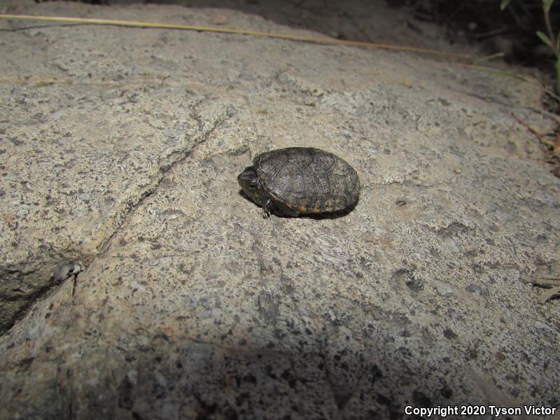 Sonoran Mud Turtle (Kinosternon sonoriense sonoriense)