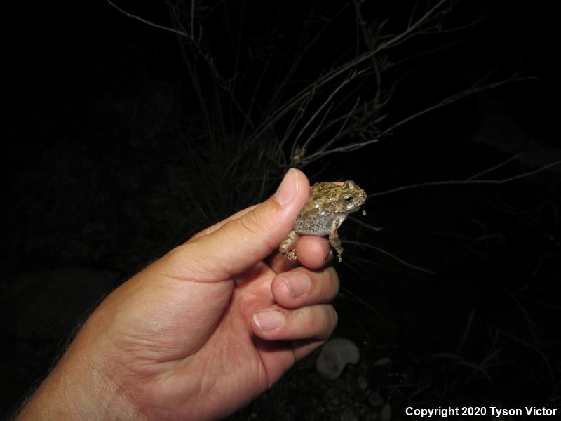 Canyon Treefrog (Hyla arenicolor)