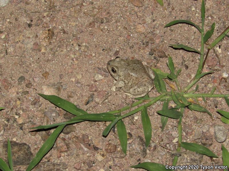 Chihuahuan Desert Spadefoot (Spea multiplicata stagnalis)