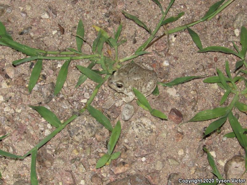 Chihuahuan Desert Spadefoot (Spea multiplicata stagnalis)
