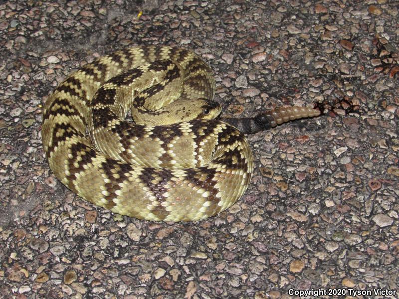 Northern Black-tailed Rattlesnake (Crotalus molossus molossus)