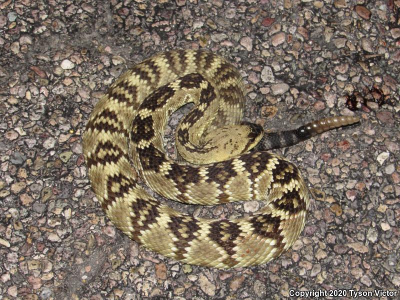 Northern Black-tailed Rattlesnake (Crotalus molossus molossus)