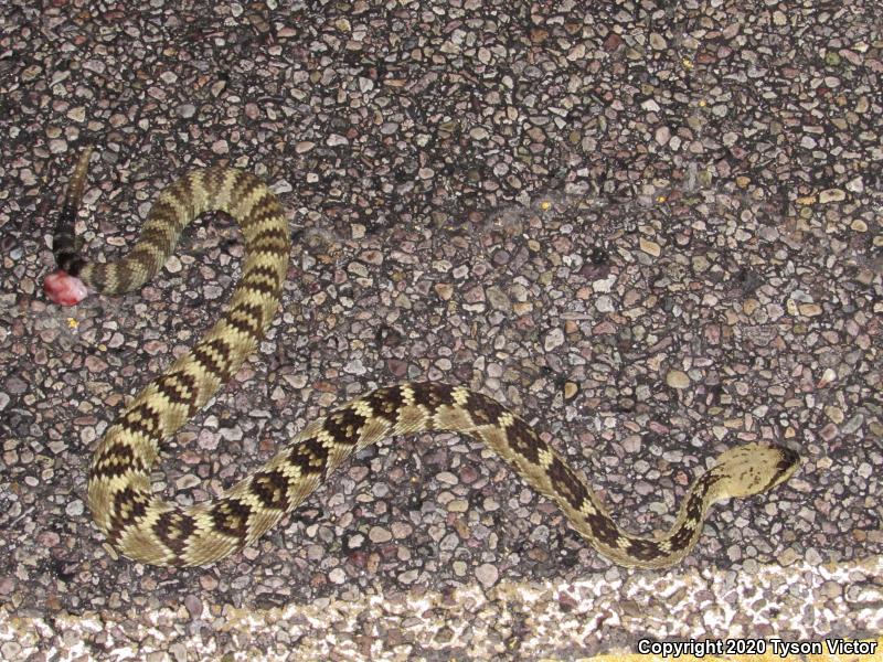 Northern Black-tailed Rattlesnake (Crotalus molossus molossus)