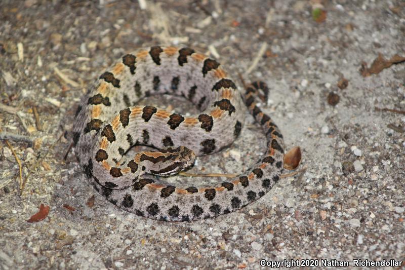 Western Pigmy Rattlesnake (Sistrurus miliarius streckeri)