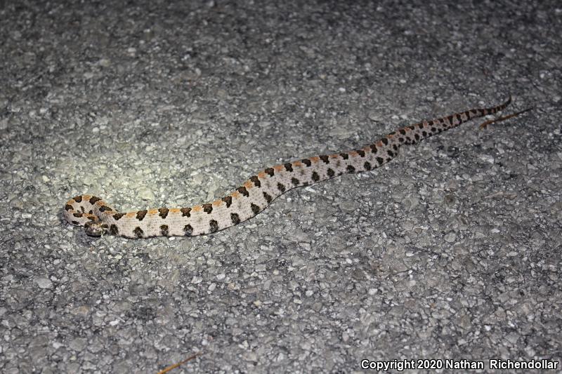 Western Pigmy Rattlesnake (Sistrurus miliarius streckeri)