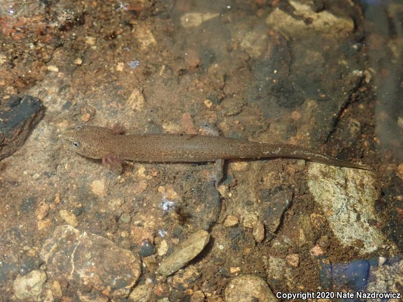 Northern Red Salamander (Pseudotriton ruber ruber)