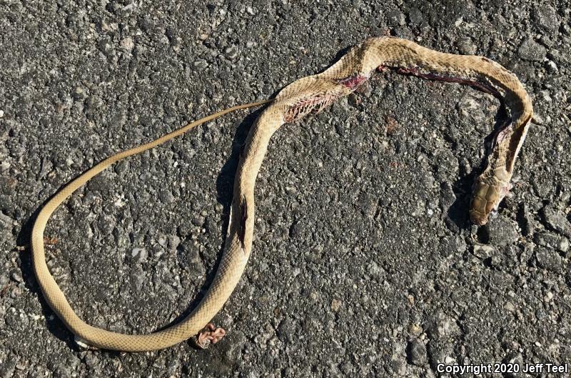 Red Racer (Coluber flagellum piceus)