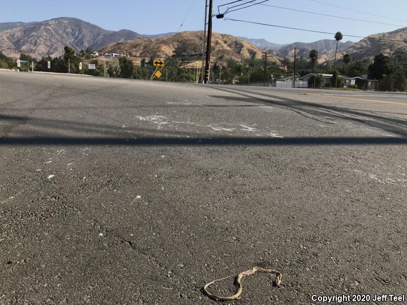 Red Racer (Coluber flagellum piceus)