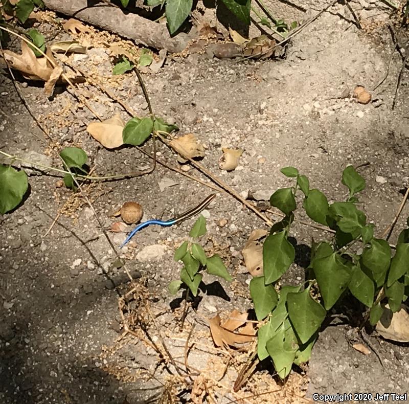 Western Skink (Plestiodon skiltonianus skiltonianus)