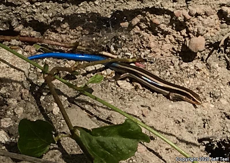 Western Skink (Plestiodon skiltonianus skiltonianus)