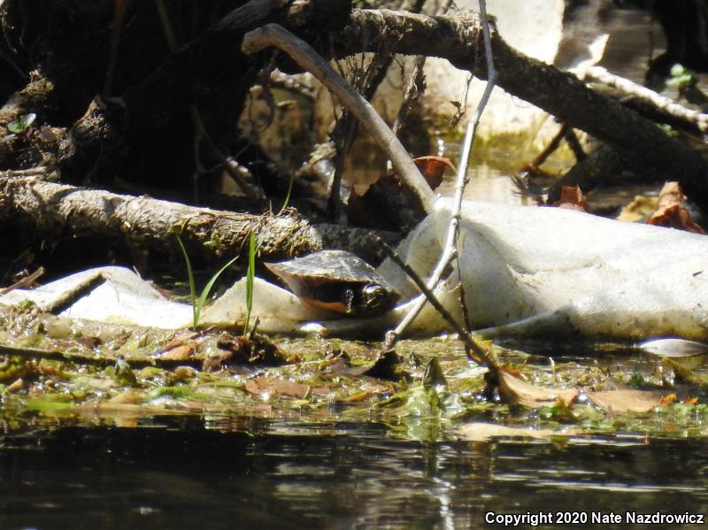 Painted Turtle (Chrysemys picta)