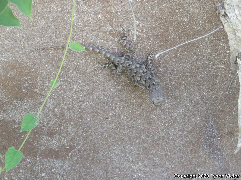 Sonoran Spiny Lizard (Sceloporus clarkii clarkii)