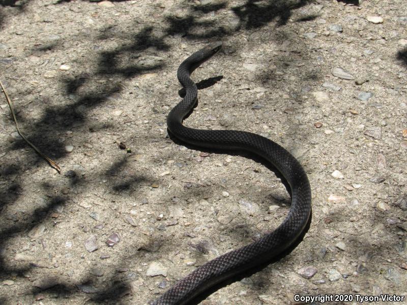 Red Racer (Coluber flagellum piceus)