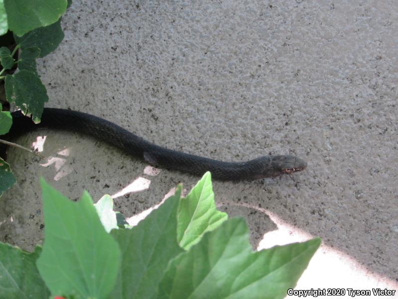 Red Racer (Coluber flagellum piceus)