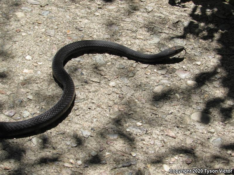 Red Racer (Coluber flagellum piceus)