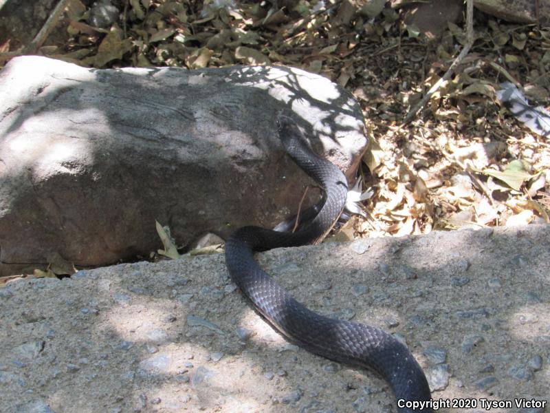 Red Racer (Coluber flagellum piceus)