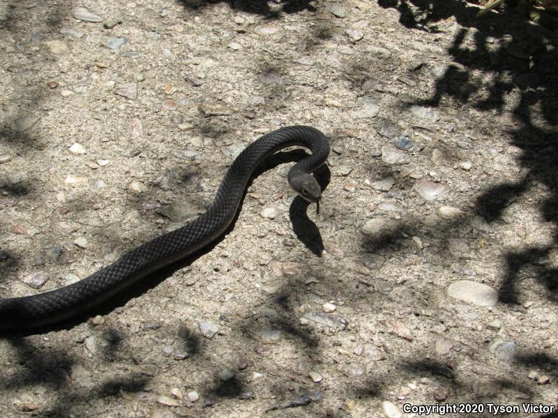 Red Racer (Coluber flagellum piceus)