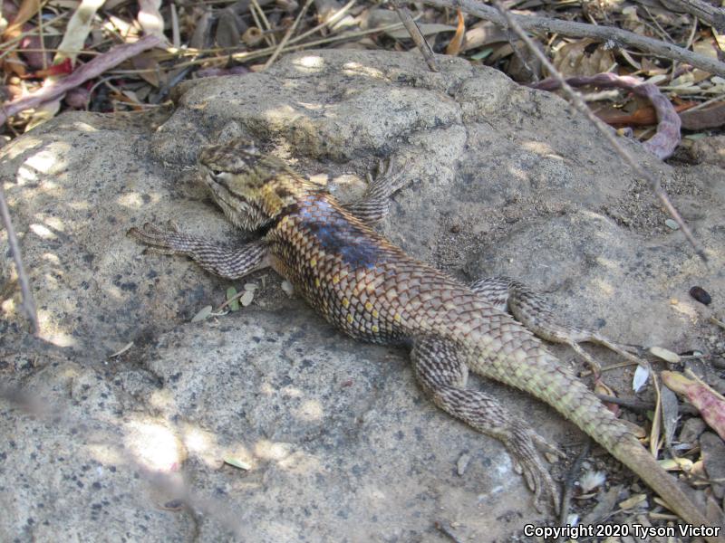 Purple-backed Spiny Lizard (Sceloporus magister magister)