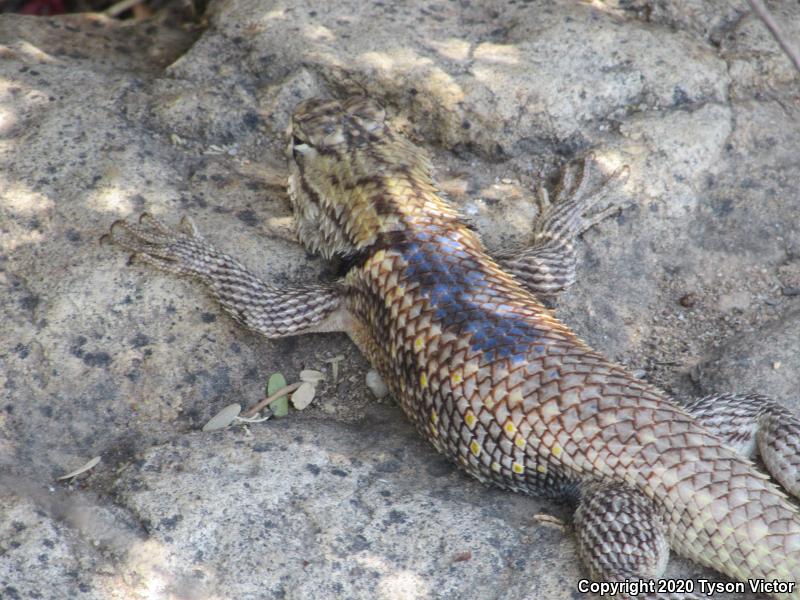 Purple-backed Spiny Lizard (Sceloporus magister magister)