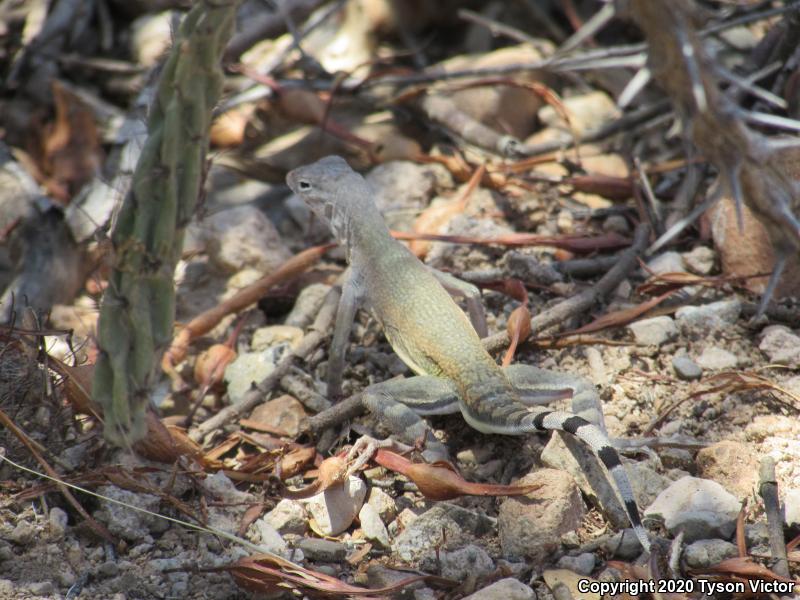 Eastern Zebra-tailed Lizard (Callisaurus draconoides ventralis)