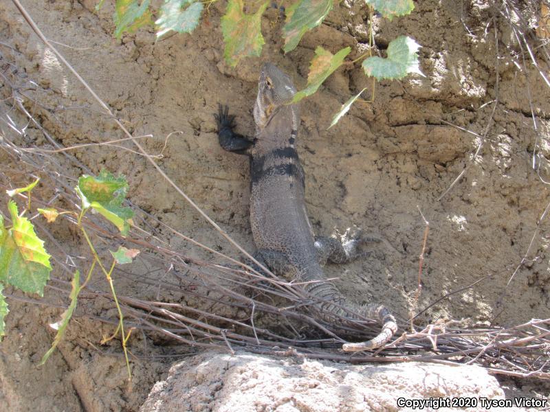 Sonoran Spiny-tailed Iguana (Ctenosaura macrolopha)