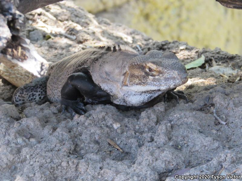 Sonoran Spiny-tailed Iguana (Ctenosaura macrolopha)