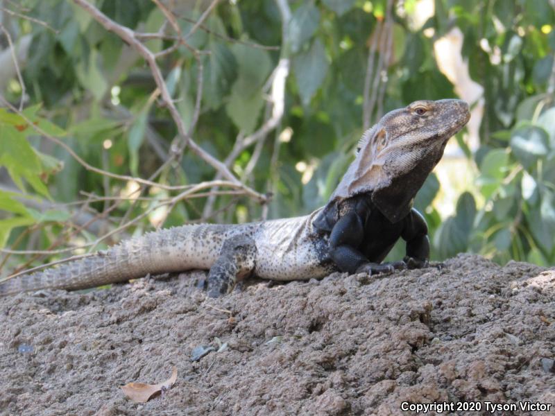 Sonoran Spiny-tailed Iguana (Ctenosaura macrolopha)