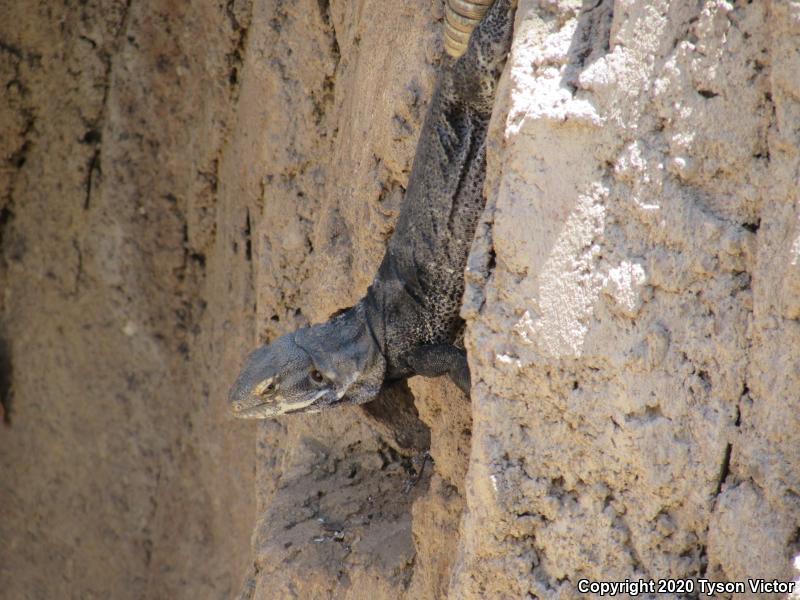 Sonoran Spiny-tailed Iguana (Ctenosaura macrolopha)