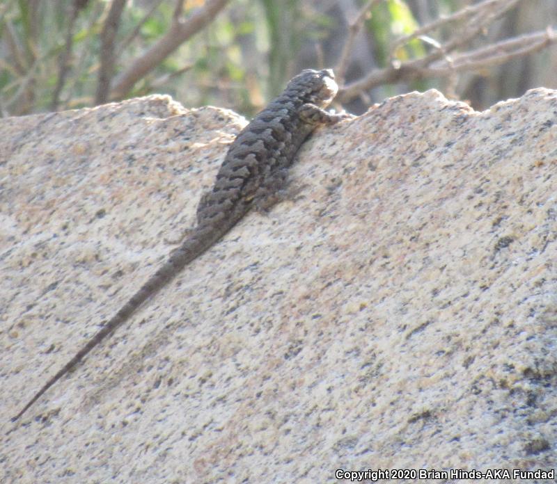 Northern Sagebrush Lizard (Sceloporus graciosus graciosus)