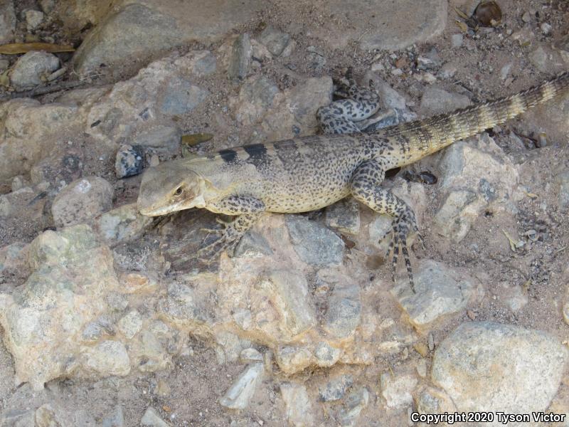 Sonoran Spiny-tailed Iguana (Ctenosaura macrolopha)