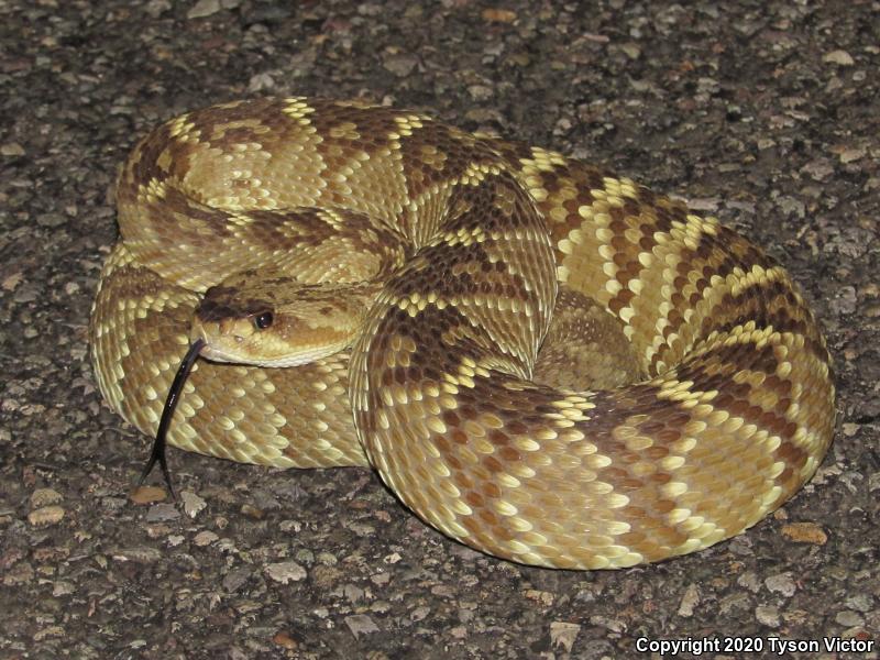 Northern Black-tailed Rattlesnake (Crotalus molossus molossus)