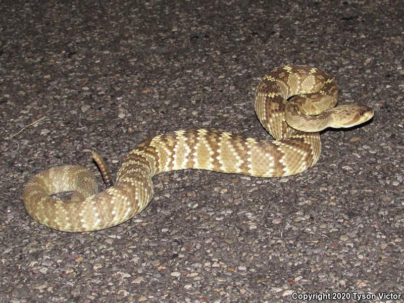 Northern Black-tailed Rattlesnake (Crotalus molossus molossus)